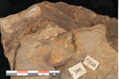 Foto (Detailansicht) von Cyclocarpus sp.  (NHMW-GEO-2024-0188-11159)
